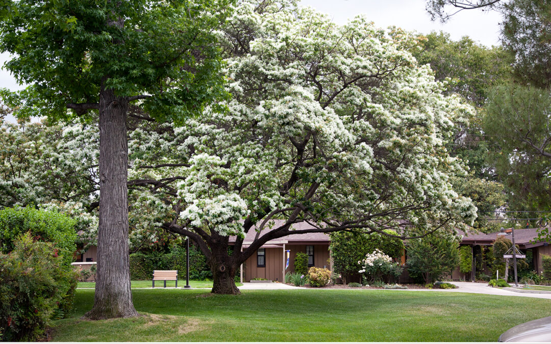 Mt. San Antonio Gardens – Will & Trust Notary Signing